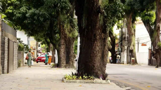 Imagem ilustrativa da notícia Trecho em Nazaré será interditado para poda de árvores