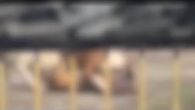 Imagem ilustrativa da notícia Vídeo: Vira-lata é morto a mordidas por pitbulls em Icoaraci