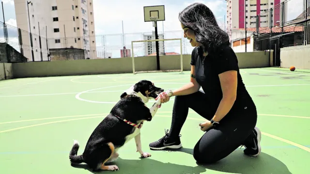 Imagem ilustrativa da notícia Veja dicas preciosas para o adestramento do seu cão 