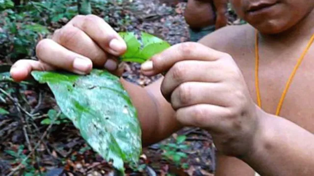 Imagem ilustrativa da notícia Fiocruz estuda plantas medicinais usadas por indígenas