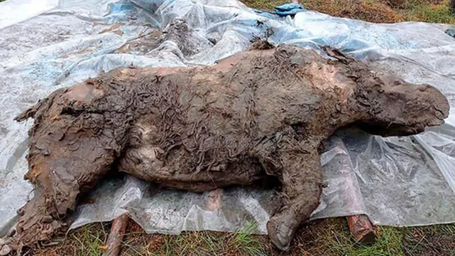 Imagem ilustrativa da notícia Rinoceronte da Era do Gelo é encontrado intacto na Sibéria