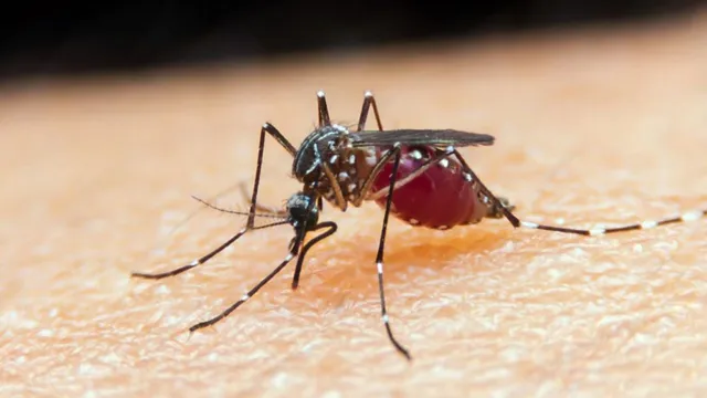 Imagem ilustrativa da notícia Ministério da Saúde lança campanha contra a malária
