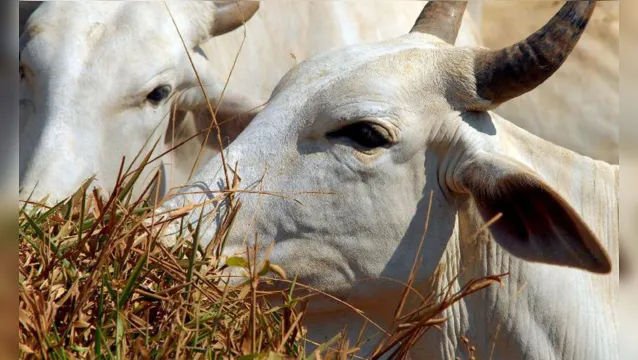 Imagem ilustrativa da notícia China volta a comprar carne bovina brasileira