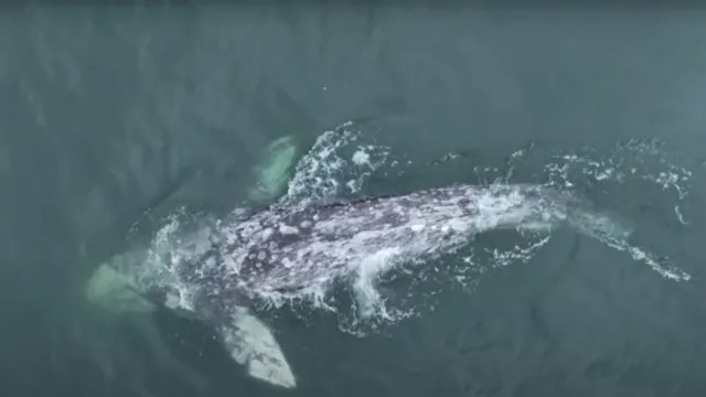 Imagem ilustrativa da notícia Vídeo: baleia sem cauda volta a surgir no mar da Califórnia 