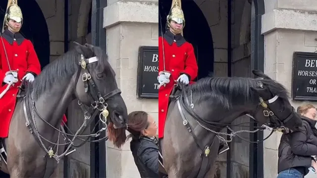 Imagem ilustrativa da notícia Cavalo da guarda real morde turistas em Londres