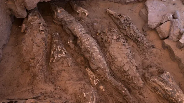 Imagem ilustrativa da notícia Múmias de Crocodilos de 2.500 anos são descobertas no Egito