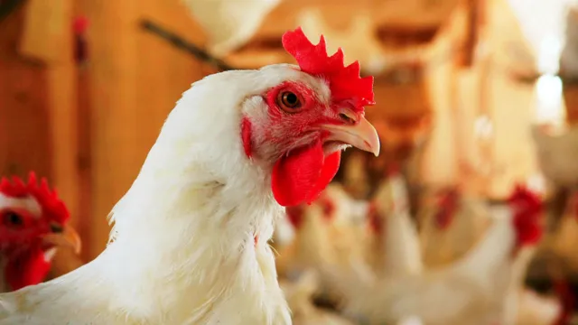 Imagem ilustrativa da notícia Feiras de aves são suspensas para evitar gripe dos animais 