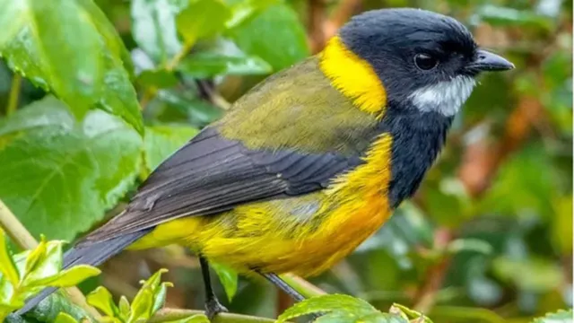 Imagem ilustrativa da notícia Espécies de pássaros venenosos são descobertas na Nova Guiné