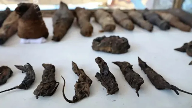 Imagem ilustrativa da notícia Túmulo cheio de gatos e ratos mumificados é achado no Egito