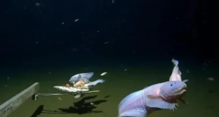 Imagem ilustrativa da notícia Cientistas filmam peixes em uma profundidade jamais vista
