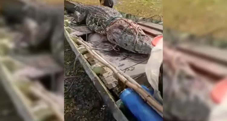 Imagem ilustrativa da notícia Jacaré gigante é capturado por pescadores no Marajó