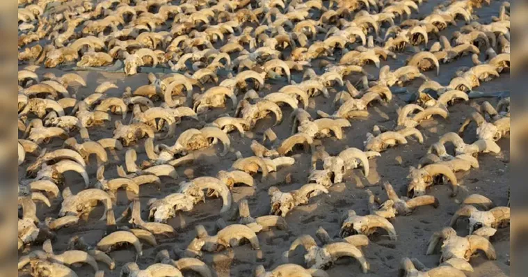 Imagem ilustrativa da notícia Duas mil cabeças de carneiro mumificadas são encontradas