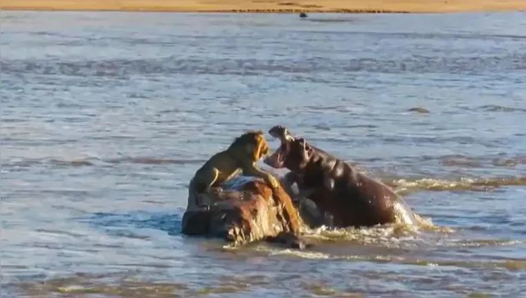 Imagem ilustrativa da notícia Vídeo: Hipopótamos atacam leão preso em rocha no meio de rio