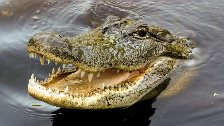 Imagem ilustrativa da notícia Guia é atacado por crocodilo de 3,5 metros na África