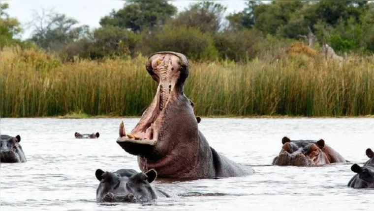 Imagem ilustrativa da notícia  Colômbia gastará milhões para retirar hipopótamos invasores