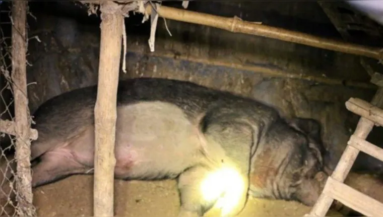 Imagem ilustrativa da notícia Idoso é morto por javali adotivo de 120 kg na Tailândia