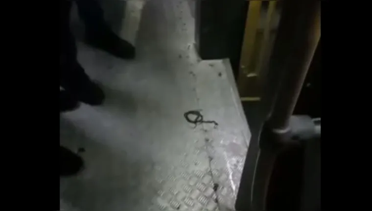 Imagem ilustrativa da notícia Vídeo: Cobra surge dentro de ônibus em Belém e assusta
