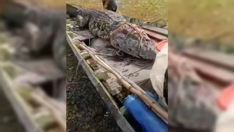 Imagem ilustrativa da notícia Jacaré gigante é capturado por pescadores no Marajó