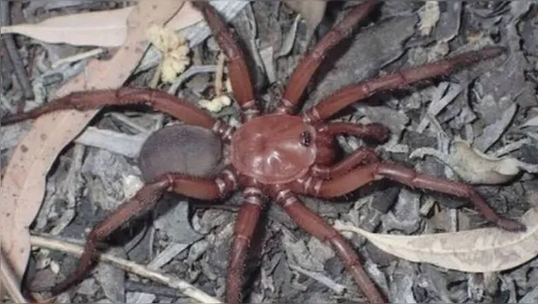 Imagem ilustrativa da notícia Aranha gigante capaz de morder humanos é achada na Austrália