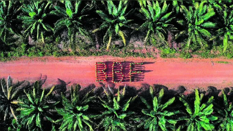 Imagem ilustrativa da notícia Agronegócio sustentável no pulmão da Amazônia