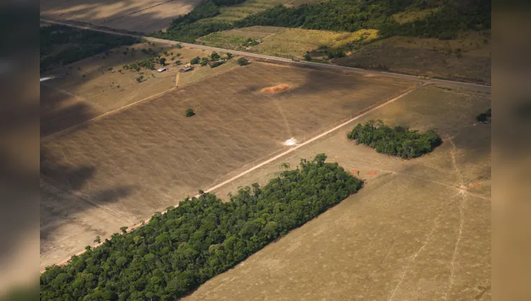 Imagem ilustrativa da notícia Desmatamento provoca emissão de toneladas de CO2