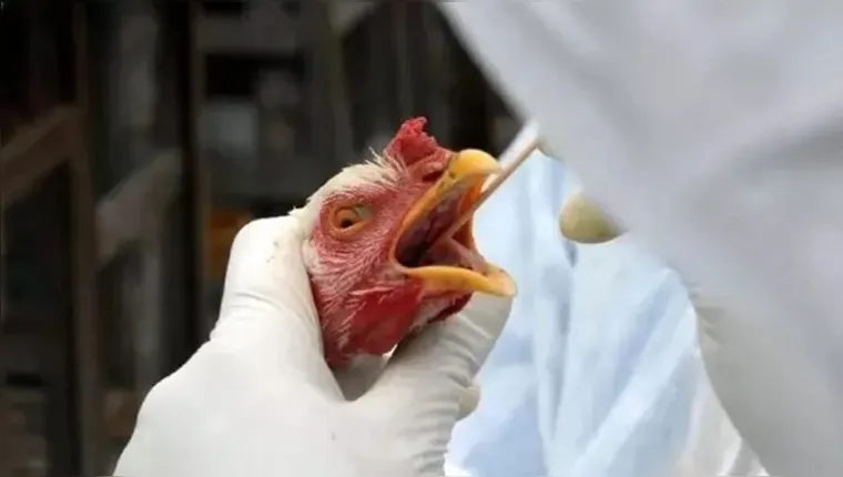 Imagem ilustrativa da notícia Entenda o que é a gripe aviária H3N8 e os riscos aos humanos