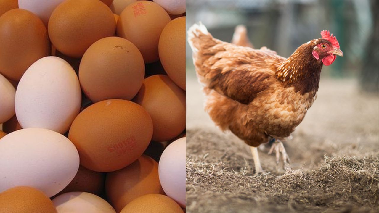 Who came first the egg or the chicken?  Science answers