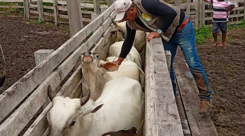 De acordo com o Ministério da Agricultura e Pecuária, cerca de 73 milhões de bovinos e bubalinos de todas as idades devem ser imunizados