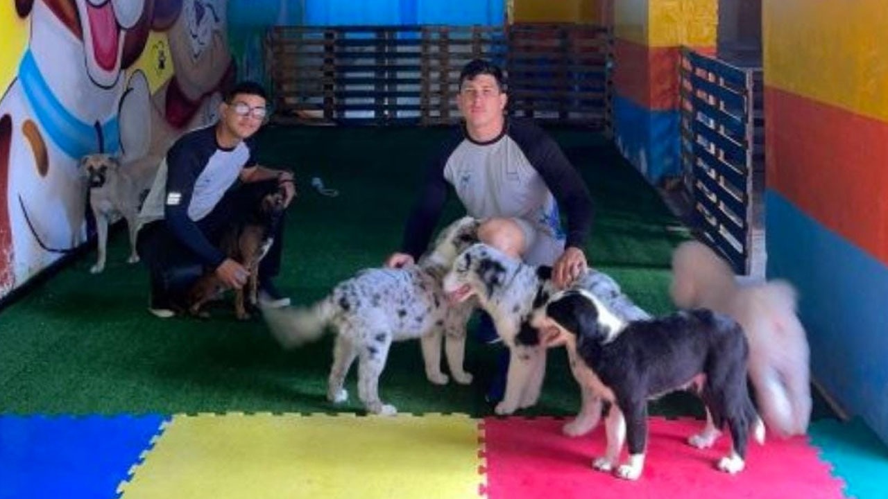 Imagem ilustrativa da notícia: "Creche para pets" cresce em Belém do Pará