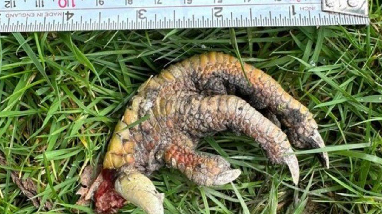 Mysterious claw found in UK backyard
