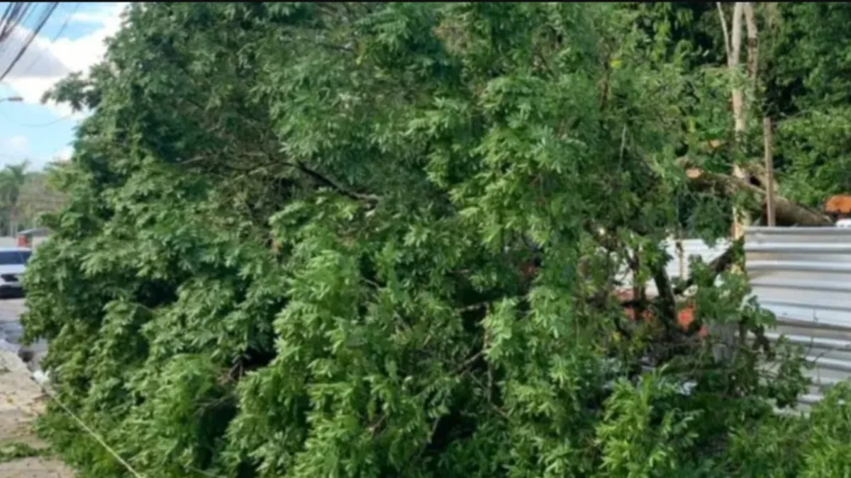 Imagem ilustrativa da notícia Bombeiros retiram galhos de árvore que caiu em Belém