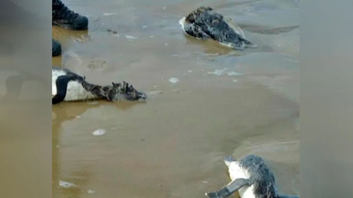 Imagem ilustrativa da notícia Centenas de pinguins morrem tentando chegar ao Brasil