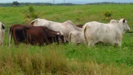 Evento vai integralizar os acadêmicos de ciências agrárias com pecuaristas e e empresários do agronegócio