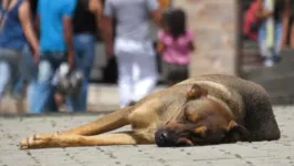 Cachorro de rua