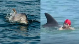 Um homem e uma mulher foram atacados pelo mesmo golfinho