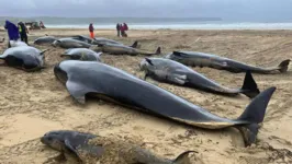 Baleias-piloto encalhadas em praia na ilha de Lewis, na Escócia