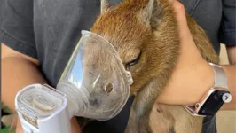 Filhote de capivara que foi atropelado Parque Estadual do Utinga.