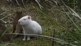 Capivara albina com seu bando em meio à natureza