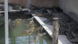 Fazenda de criação de crocodilos na cidade de Siem Reap, no Camboja