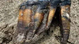 Dente de mastodonte encontrado em praia na Califórnia