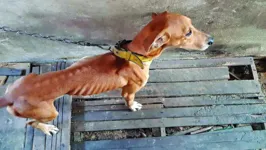 Uma cachorra foi resgatada por suspeitas de maus-tratos na Cidade Nova 8, em Ananindeua