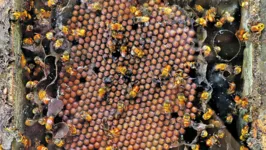 Sem o trabalho desenvolvido pelas abelhas, ficaria inviável garantir a sustentabilidade da produtividade agrícola e de frutos e sementes diversificados.
