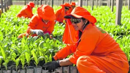 Do plantio ao cultivo da palma de óleo, e também nas pesquisas, a BBF emprega em diversas áreas de atuação