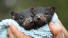 Filhotes de diabos-da-Tasmânia