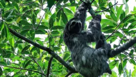 IBGE avaliou 21.456 espécies de animais e plantas em todos os biomas.