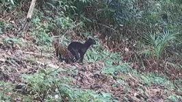 Espécie em extinção foi registrada por câmeras em uma reserva no município de Guaraqueçaba