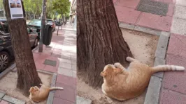 Gato Nelson olhando para um cartaz que o procurava