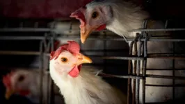 A medida, de acordo com a pasta, tem como objetivo evitar que a doença chegue à produção de aves de subsistência e comercial
