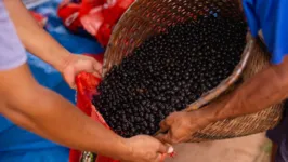 Evento visa divulgar informações e debater sobre a produção do açaí na Amazônia