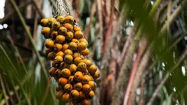 Tucumã vira uma das principais fontes de renda na Amazônia.